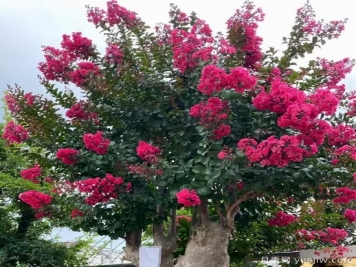 紫薇，花灌木中的頂流，怎樣做才更有價(jià)值