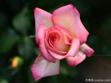 冬季如何養月季花？上肥澆水修剪清園