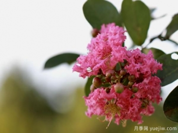 誰(shuí)說(shuō)花無(wú)百日紅？紫薇就是與眾不同