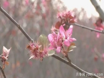 菏澤成武：千畝海棠反季節開(kāi)花，逆襲深秋成一景