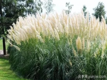 適宜北方種植的14種觀(guān)賞草