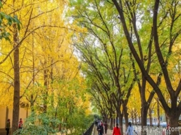 為什么果樹(shù)不適合當行道樹(shù)？