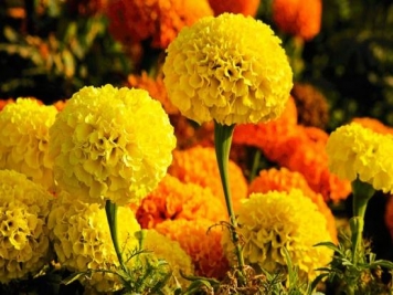 100種常見(jiàn)花卉的栽培大全，送給愛(ài)養花的你