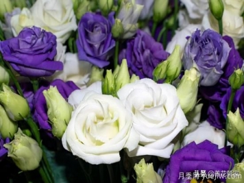 適合秋播花卉的10大品種，明年花開(kāi)滿(mǎn)陽(yáng)臺