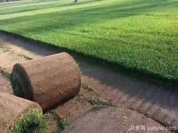 冬天想要綠草如茵，可以試試這幾種草坪