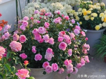 入秋養月季推薦5個(gè)品種，耐熱耐寒抗性強開(kāi)花美