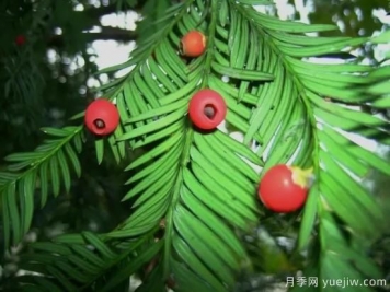 種子苗木調運的檢疫知識