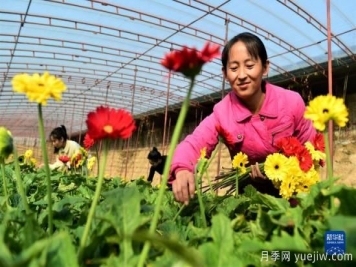 滄州獻縣：冬日大棚鮮花開(kāi)