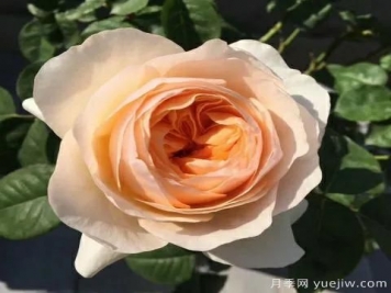 朱麗葉月季，經(jīng)典永恒，多姿美艷香氣迷人