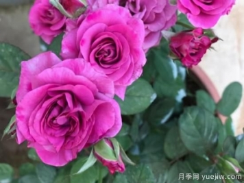 冬日封閉陽(yáng)臺就養這3種花卉，長(cháng)得好開(kāi)花依舊