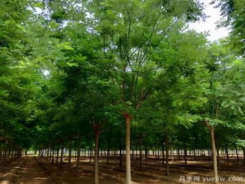 鄉土樹(shù)種為什么火？