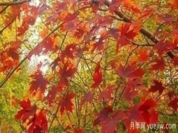 深度分析彩葉樹(shù)種的種類(lèi)、配置原則和應用