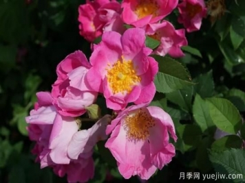 如何給月季花授粉？培育一個(gè)月季新品種要多久