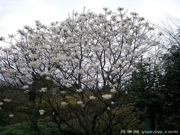 玉蘭三姐妹：中土原生白與紫，北美舶來(lái)洋玉蘭
