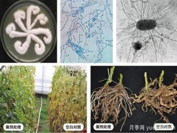 植物根結線(xiàn)蟲(chóng)病難對付？生物農藥有辦法