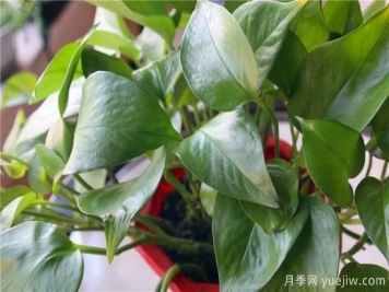 冬天綠蘿常見(jiàn)問(wèn)題與解決方法！