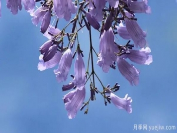 網(wǎng)紅樹(shù)木悄然興起，是否預示著(zhù)大好行情？
