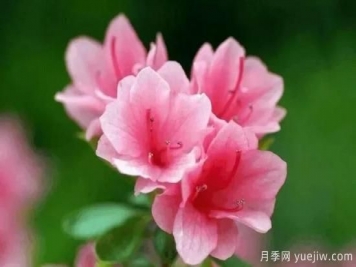杜鵑花怎么養護家庭養護方法