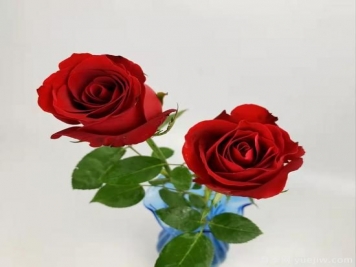 紅色切花月季經(jīng)典主流，推薦十種經(jīng)典常見(jiàn)的紅玫瑰