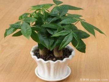 發(fā)財樹(shù)最容易養死的幾大原因，避開(kāi)才能養的好！