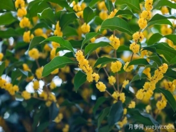 50句靜美詩(shī)詞，讀一卷詩(shī)書(shū)，賞一窗風(fēng)月