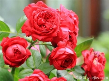 掌握月季花施肥技巧，讓月季花開(kāi)不斷