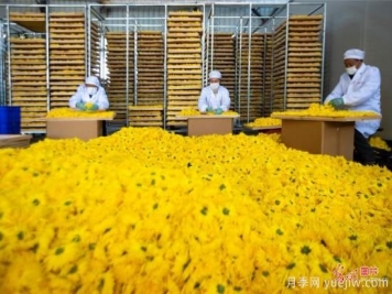 泰州興化：致富菊讓鄉村振興添活力