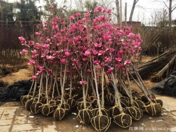 社會(huì )投資+政府補助模式 通州苗圃每畝補助1500元