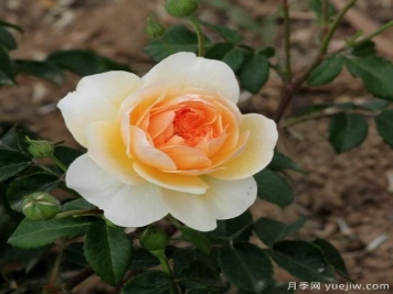 月季花苗的死因有哪些