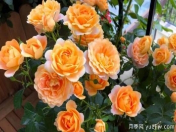 開(kāi)花機器果汁陽(yáng)臺月季，冬日盆栽做到開(kāi)花旺盛