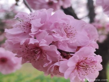 中國10大名花排行榜，你喜歡的花卉上榜了嗎