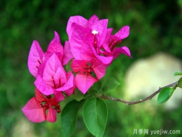 三角梅的3大常見(jiàn)難題，落葉色淺花期短看如何解決