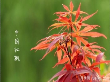 紅楓，4個(gè)紅楓品種是秋日植物里亮麗的風(fēng)景線(xiàn)