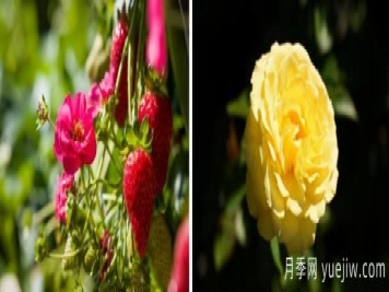 新園藝觀(guān)賞指南：2022年值得種植的花卉作物