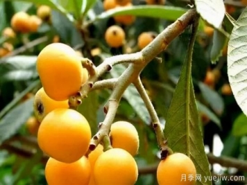 枇杷樹(shù)的修剪辦法關(guān)鍵