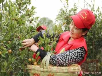 光山油茶果：從種得好到賣(mài)得好，怎么做到的