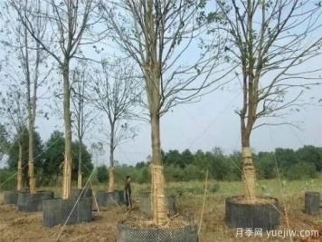 容器苗與傳統的大地育苗相比，優(yōu)點(diǎn)顯而易見(jiàn)