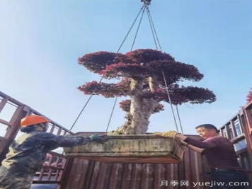 南陽(yáng)溧河鄉引進(jìn)苗木基地 助力鄉村振興