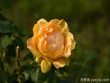 盆栽月季花苗的正確養殖方法