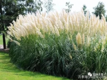 又美又耐寒，適合北方的14個(gè)觀(guān)賞草種類(lèi)推薦