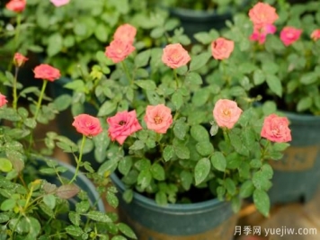 月季花苗什么時(shí)候移栽？月季花苗移栽注意事項