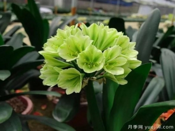 君子蘭黃葉的3個(gè)原因，如何恢復油綠挺拔輕松開(kāi)花