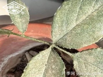 常見(jiàn)月季蟲(chóng)害防治技術(shù)大全，趕快收藏