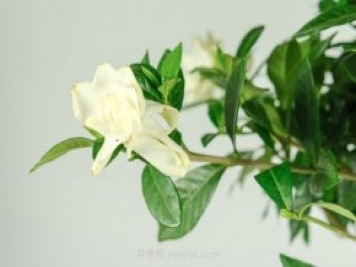 梔子花的花語(yǔ)和寓意象征