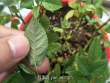 月季紅蜘蛛用什么藥最有效，怎么防治