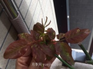 月季薊馬是什么，對人體有害嗎