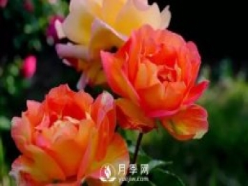 4月養月季需要4點(diǎn)，避免畸形，養出漂亮的月季花