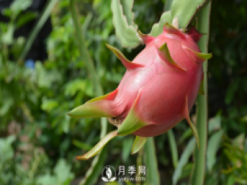 南陽(yáng)火龍果的6種施肥方式詳細說(shuō)明