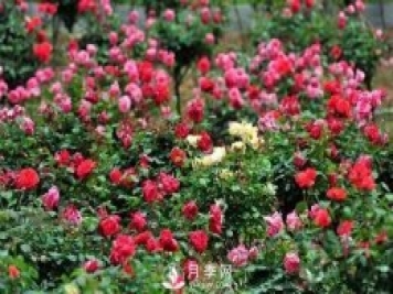 月季雖好“坑”太多，想養好就要避開(kāi)6個(gè)“坑”