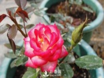 你的盆栽月季是不是又焉了。來(lái)看盆栽月季養殖的注意事項